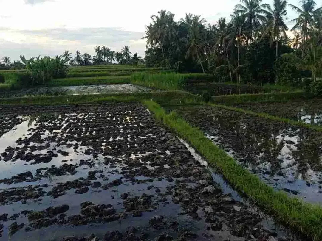 SALE!! TANAH SIAP BANGUN 6,76 HA KETEWEL IDA BAGUS MANTRA - Image 9 of 10
