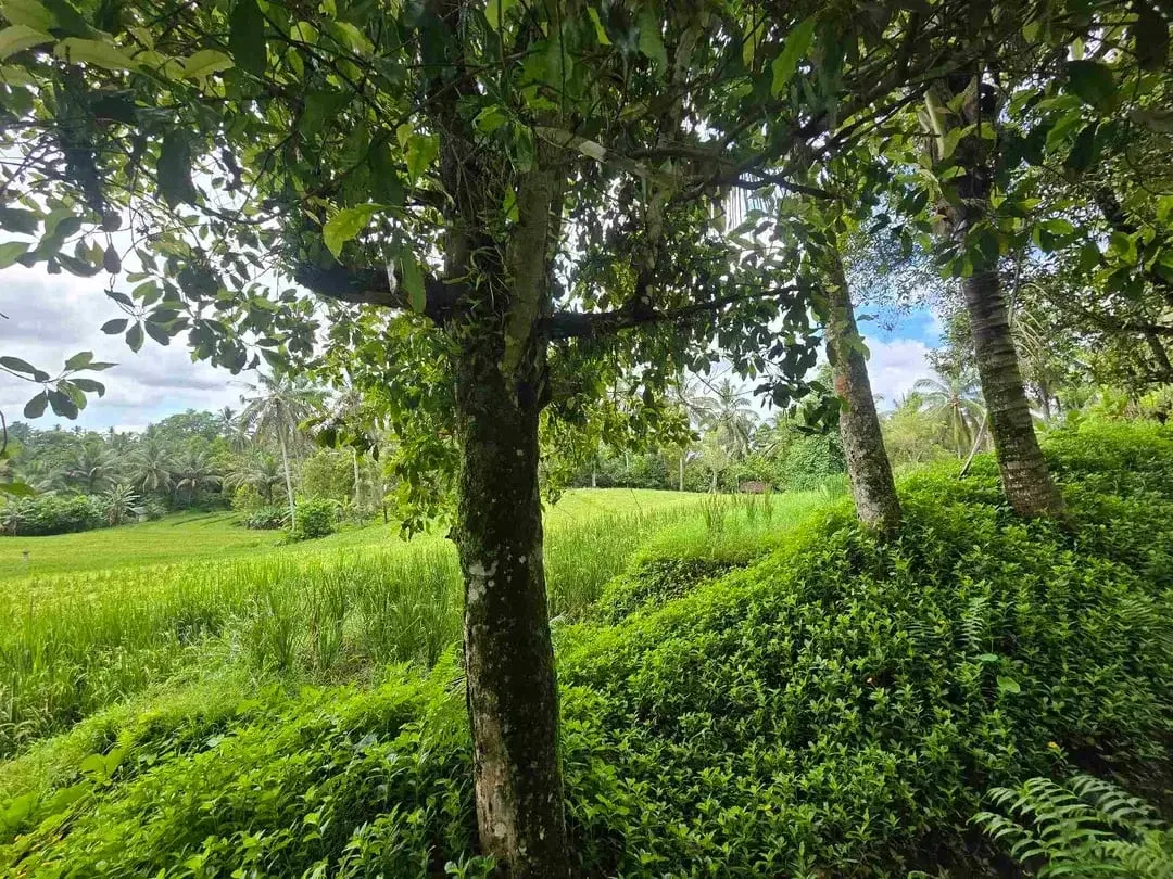 Dijual tanah view sawah cantik di kawasan villa di bali - Image 2 of 10