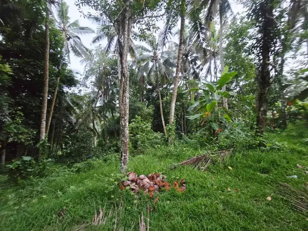 DIJUAL TANAH MURAH DI TABANAN
Batuaji - Image 8 of 10