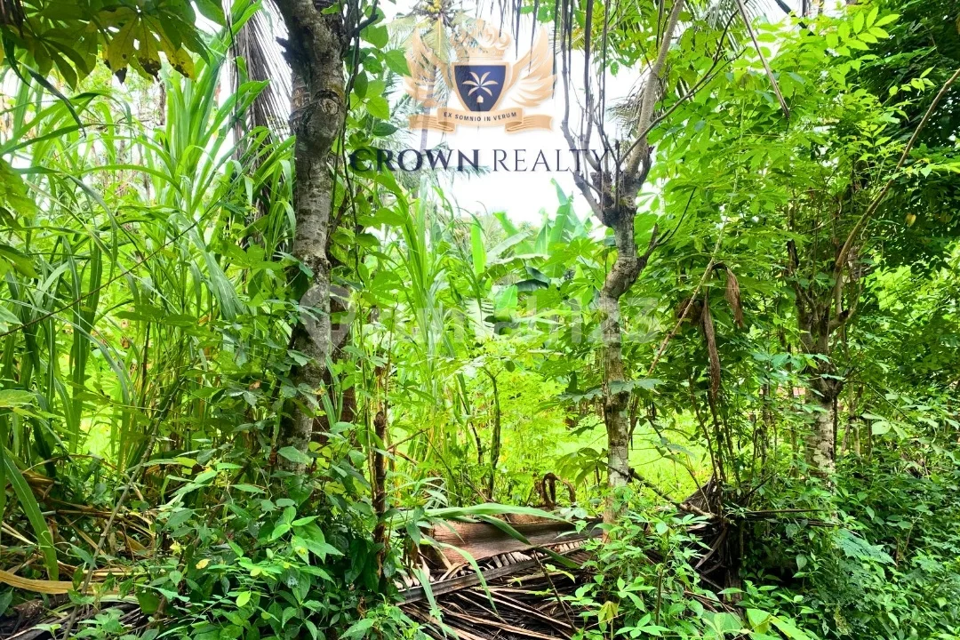 Prime 3400 Sqm Development Land In Lovina With Freehold Title - Image 3 of 3