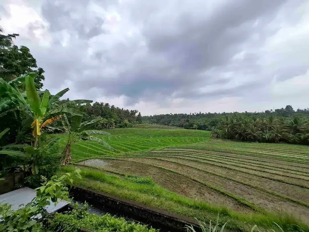 luasan kecil view sawah - Image 1 of 8