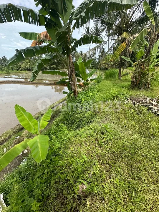 Tanah View Sawah Lingkungan Vila Zona Kuning - Image 4 of 4