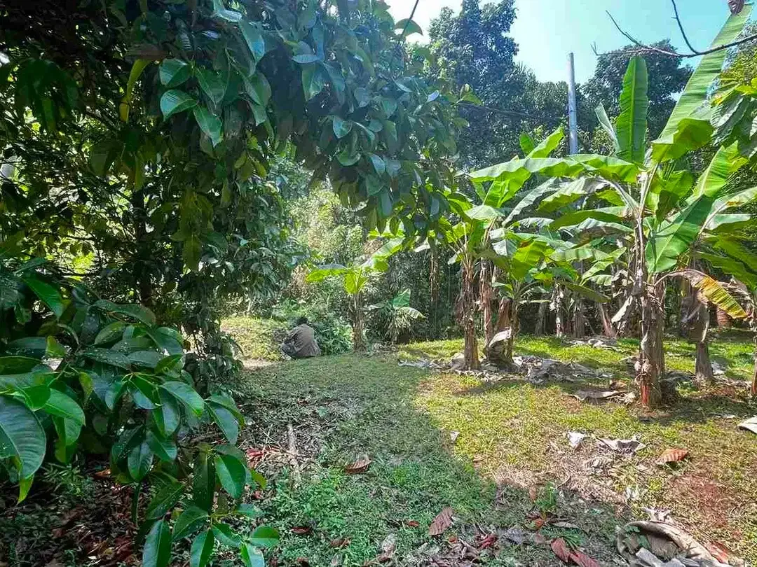 jual kebun manggis luas kecil, 100 meter dari jalan utama antar propinsi denpasar gilimanuk. - Image 1 of 10