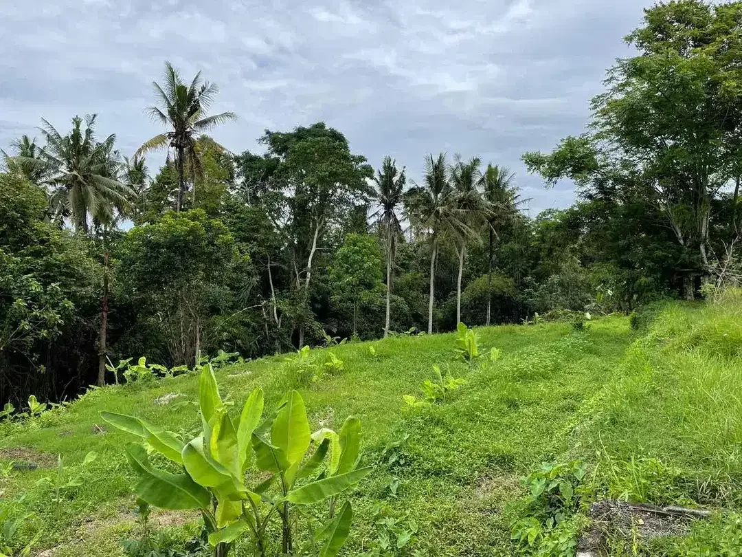 SMALL PLOT RICE FIELD , JUNGGLE AND RIVER VIEW AT SINGAPADU UBUD GIANYAR - Image 6 of 10