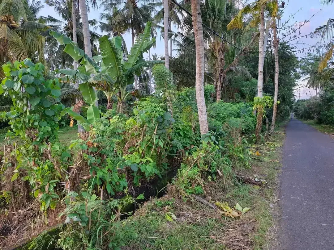 Dijual tanah kebun kelapa view sawah akses jalan propinsi di bali - Image 10 of 10