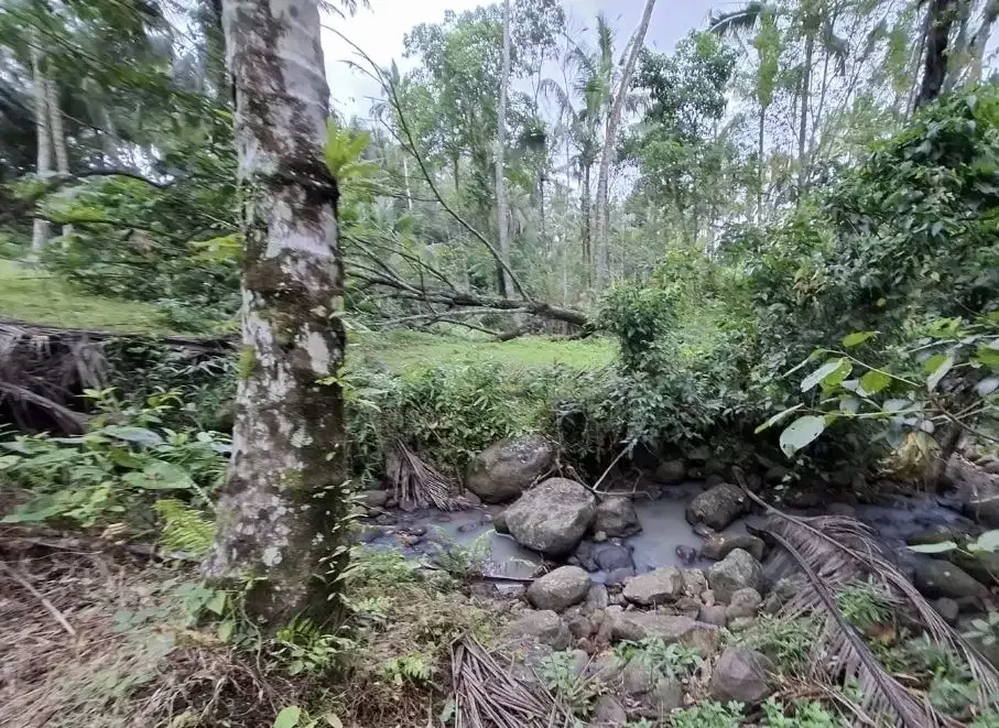 Dijual tanah kebun murah view sawah dan los sungai kecil di tabanan - Image 3 of 8