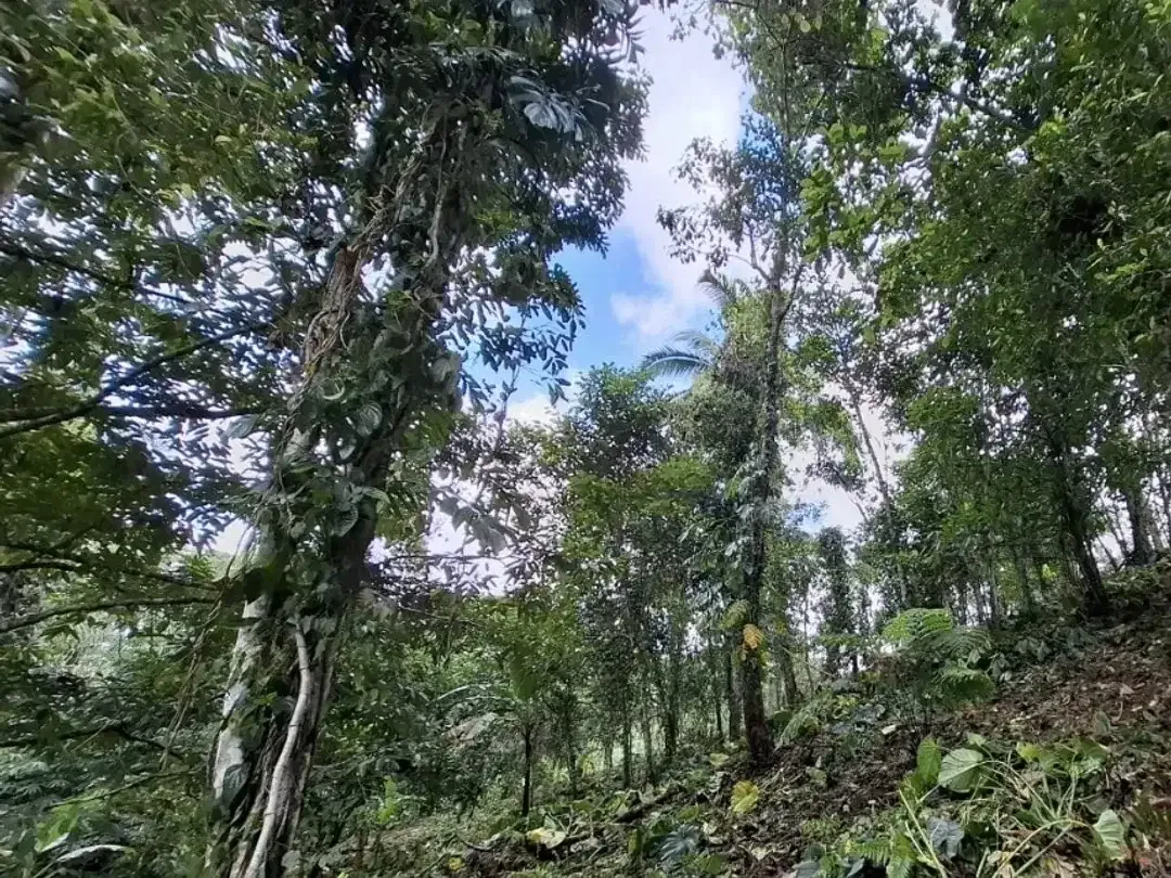 tanah kebun produktif di kelilingi sungai kecil - Image 9 of 9