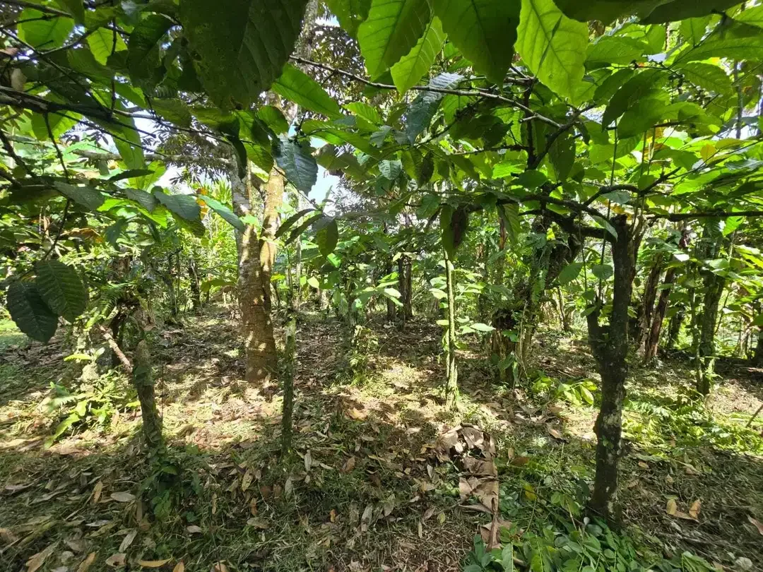Dijual tanah kebun kopi view sawah dan lembah di tabanan bali - Image 4 of 10