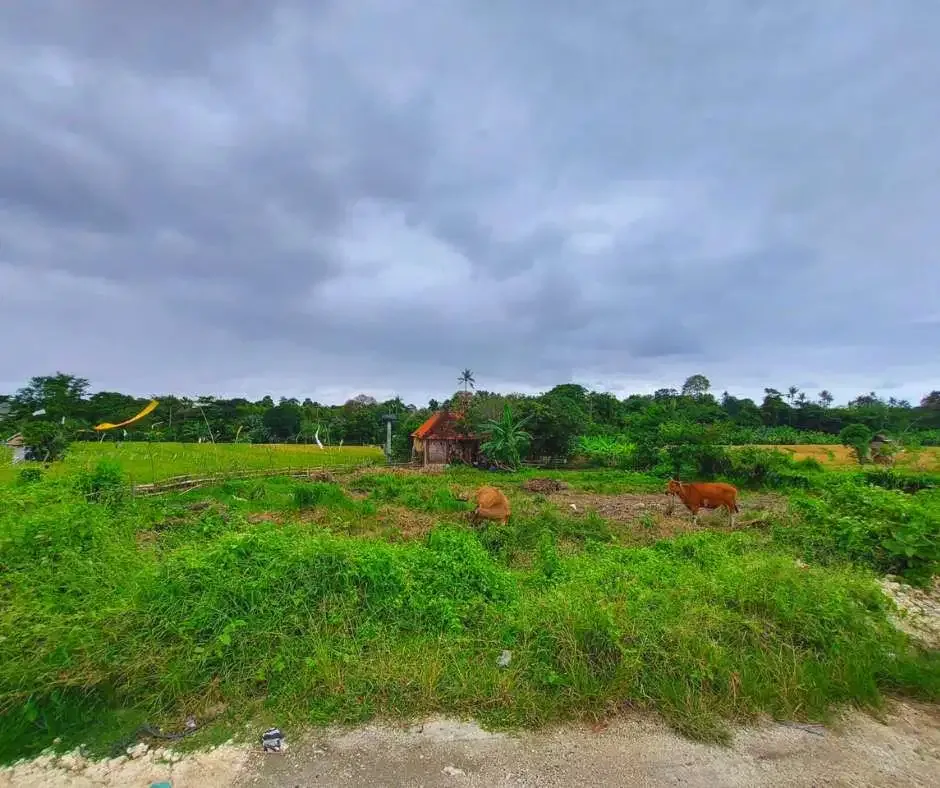 FOR SALE LAND WITH RICE FIELD VIEW AT BERAWA CANGGU - Image 2 of 10