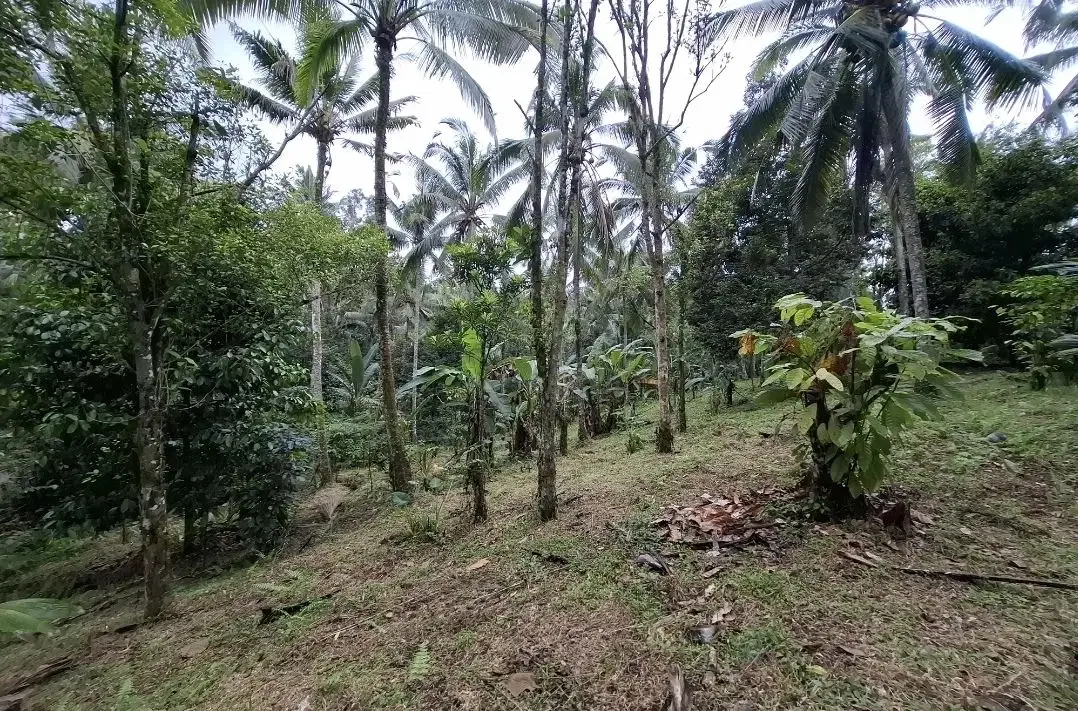 Dijual tanah kebun murah berisi pohon durian di tabanan - Image 4 of 10