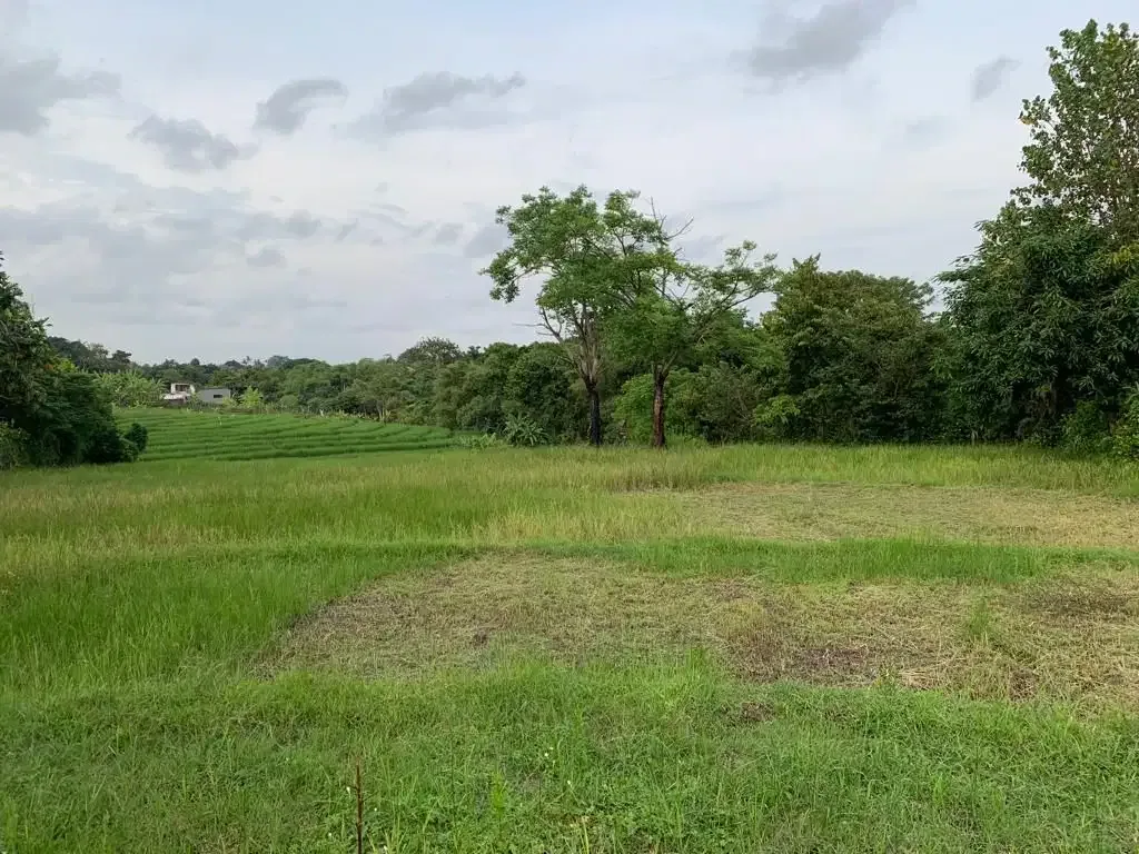 DIJUAL TANAH VIEW SAWAH LOKASI PERERENAN - Image 2 of 10