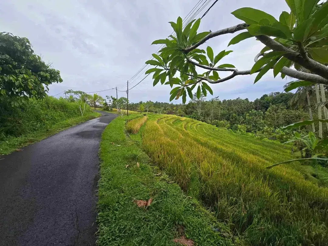 Dijual tanah view exotik sawah dan gunung di tabanan bali - Image 6 of 10