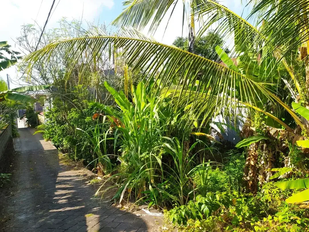 DIJUAL TANAH DI TIYING TUTUL CANGGU - Image 5 of 6