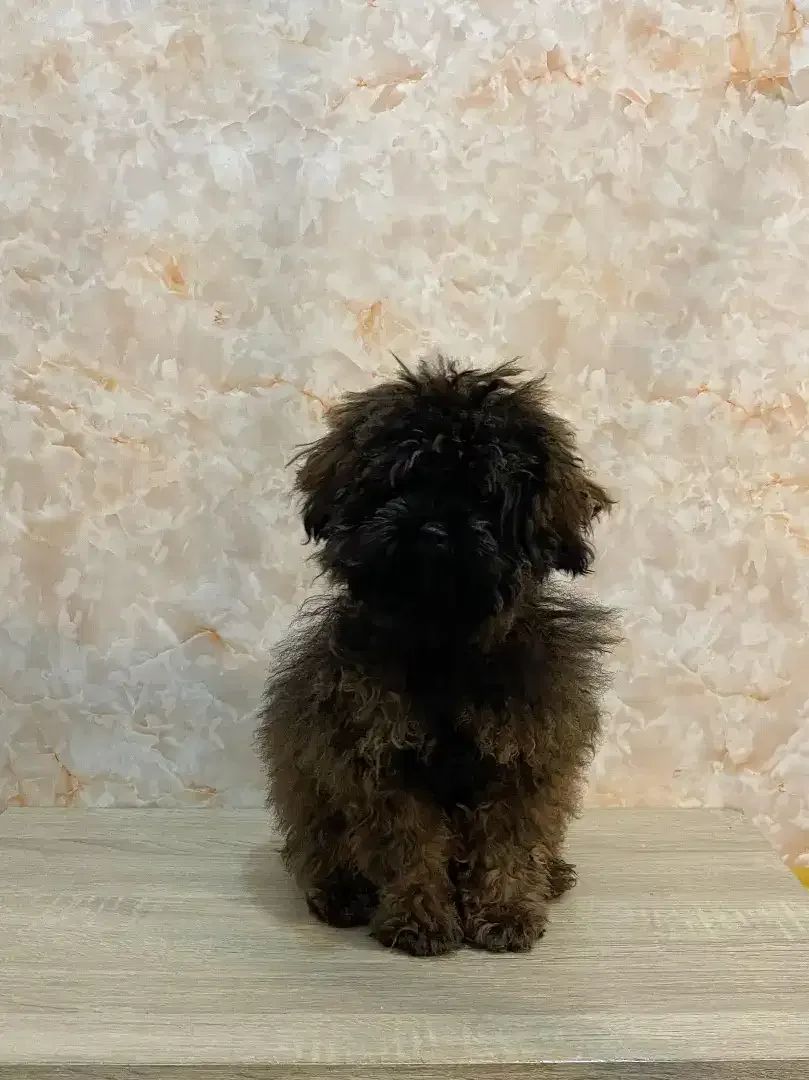 Grooming anjing profesional - Image 5 of 10
