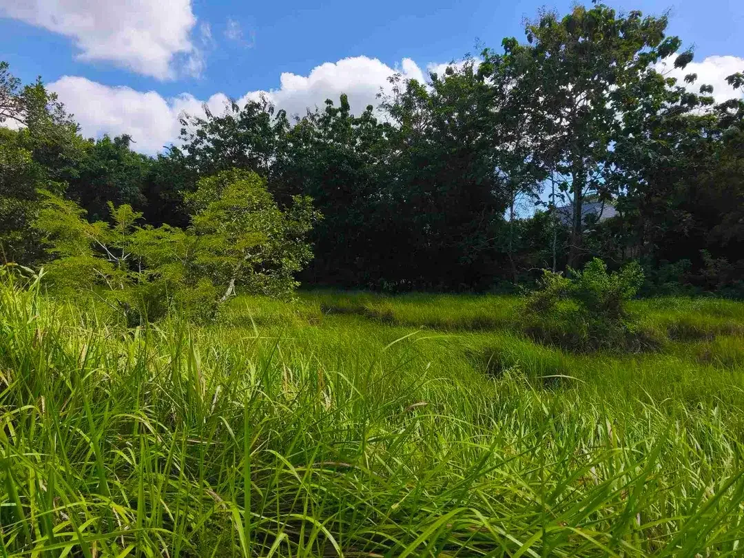 dijual tanah 2035m² IDR 450 juta per are dekat poltekpar Bali STP nusa dua Kuta Selatan Badung Bali - Image 2 of 10