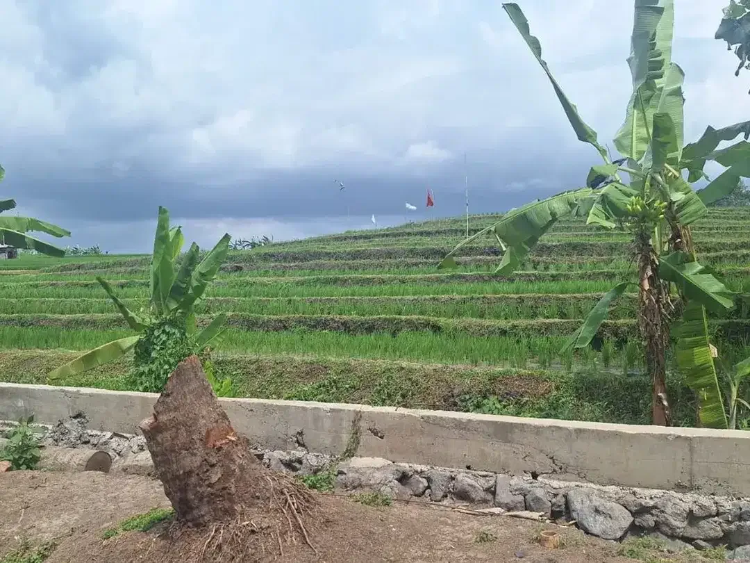 For Sale Freehold - Land area Tumbak Bayuh - Image 5 of 10