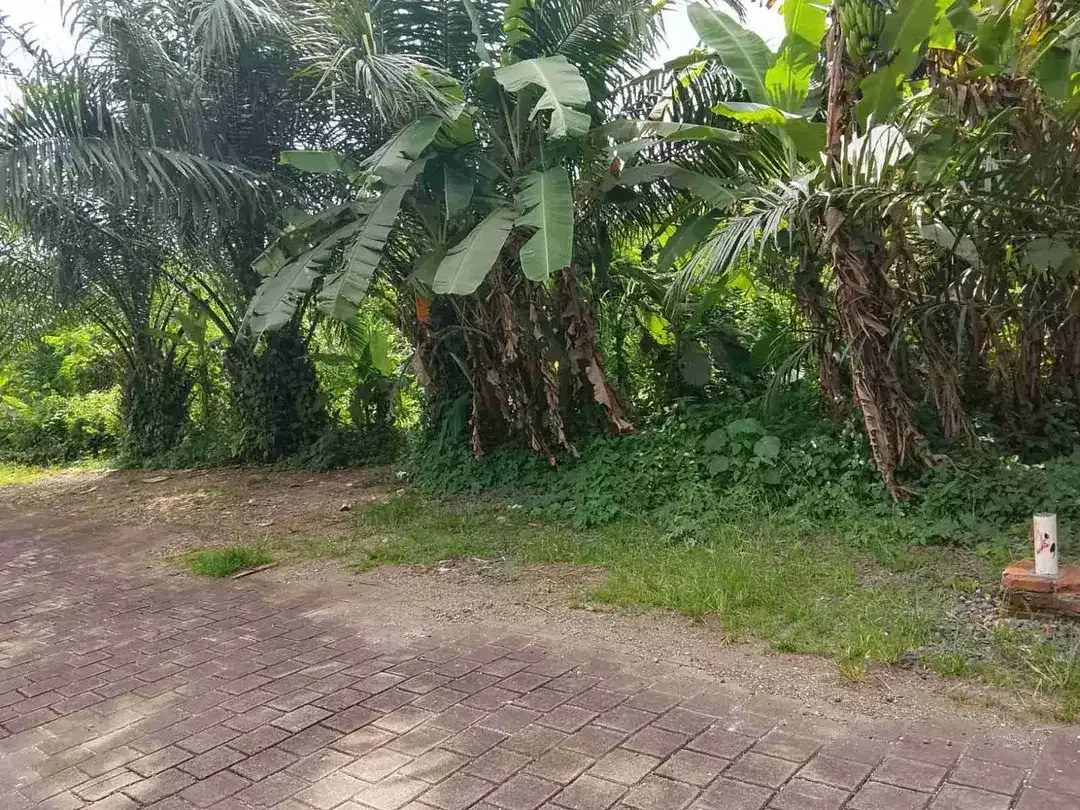 DIJUAL TANAH MUNGGU GREENLOT - Image 3 of 4