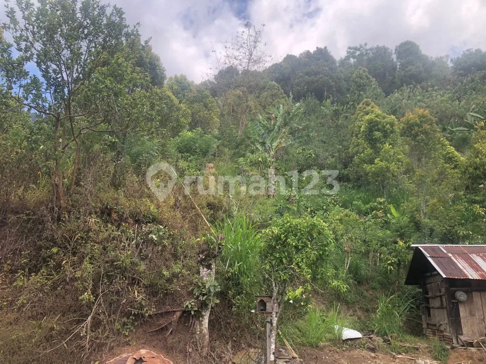 Murah 15 Jt Per Are Tanah Kebun Subur Punya Mata Air Sawan Buleleng Bali - Image 4 of 4