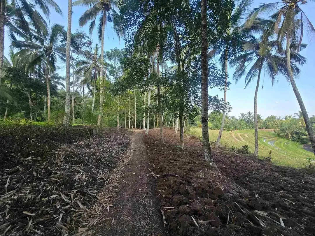 Butuh uang cepat dijual tanah datar view sawah di tabanan bali - Image 4 of 10