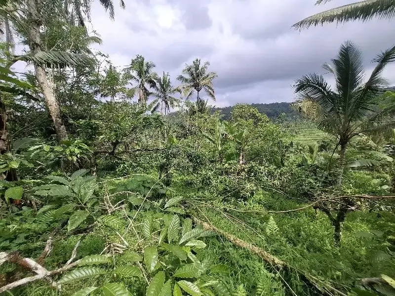 Dijual tanah los sungai dan view sawah di tabanan bali - Image 10 of 10