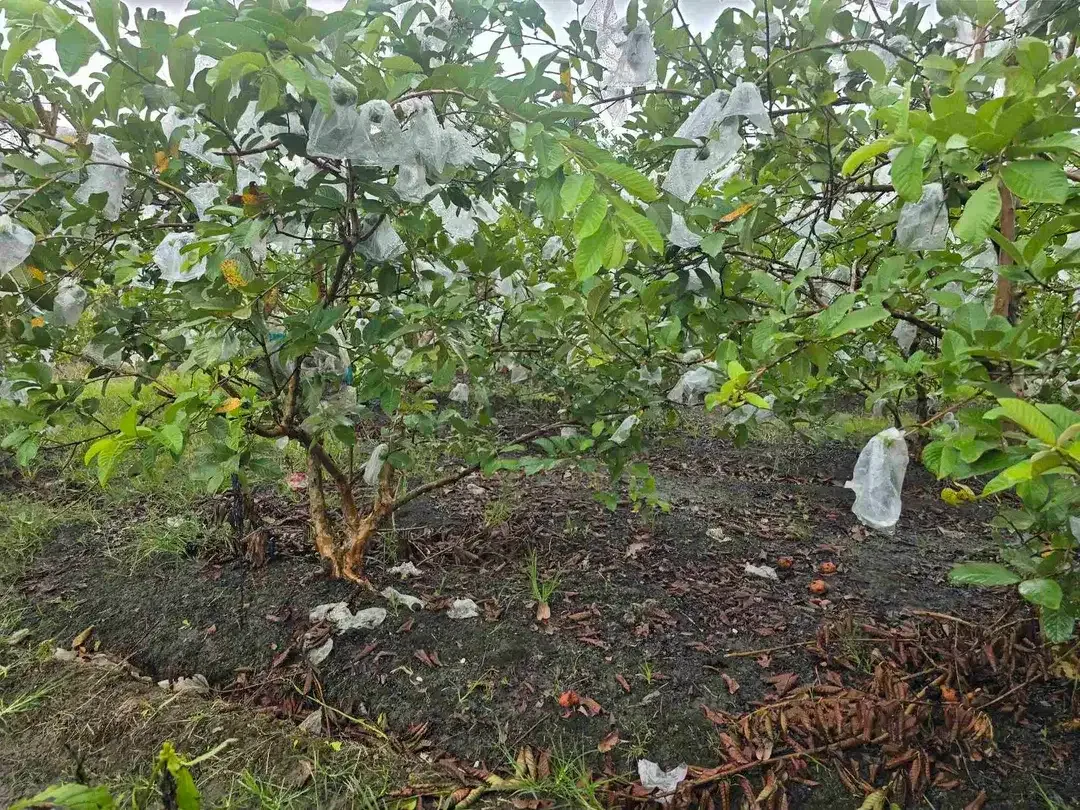 DIJUAL TANAH DATAR JAMBU KRISTAL DI TABANAN BALI - Image 7 of 10