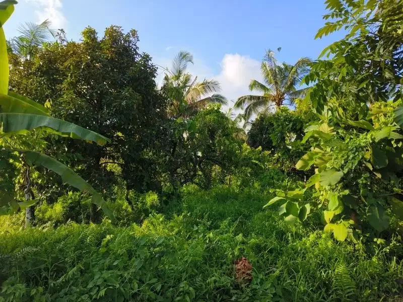 tanah murah datar view sawah akse s jalan propinsi di bali - Image 7 of 10