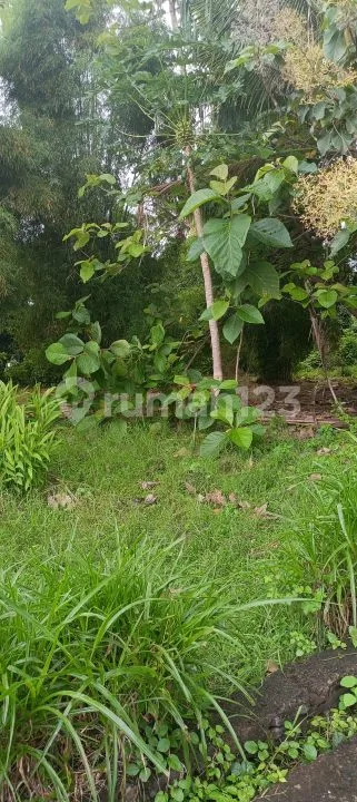 Di Jual 5 Are Lahan Dekat Kota Dan Pantai Di Lovina Bali - Image 3 of 4