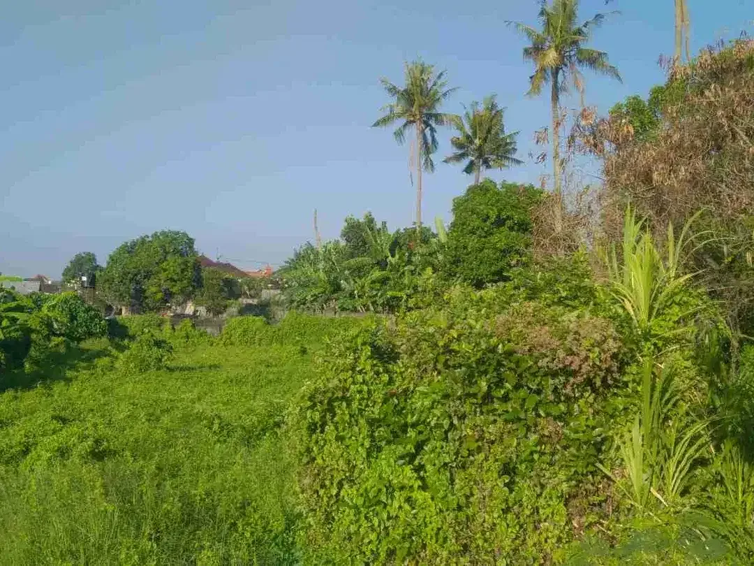 LAND FOR RENT, BUDUK, BADUNG, BALI - Image 5 of 7
