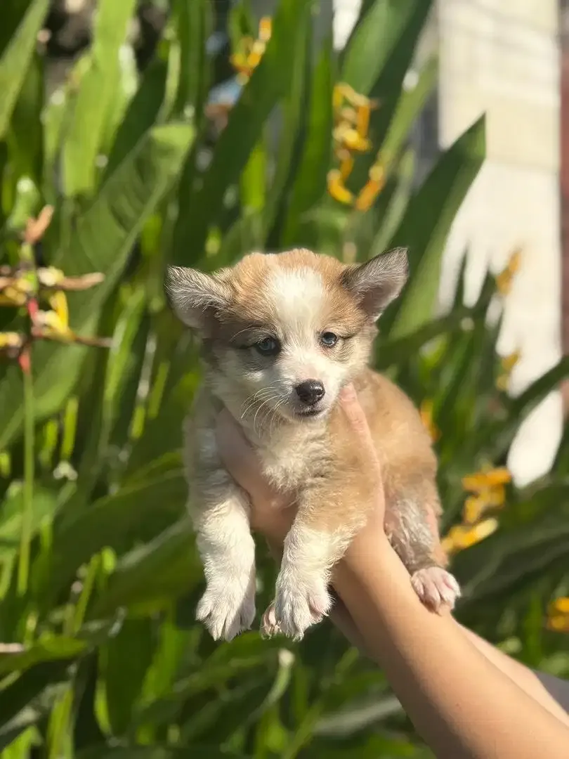 PEMBROKE WELSH CORGI - Image 2 of 2