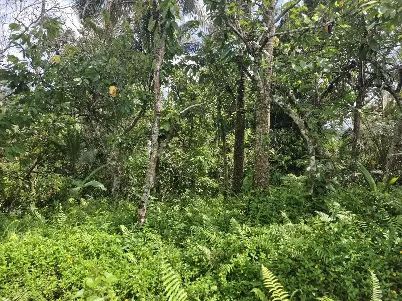 Dijual tanah murah dengan view sawah di tabanan bali - Image 3 of 7