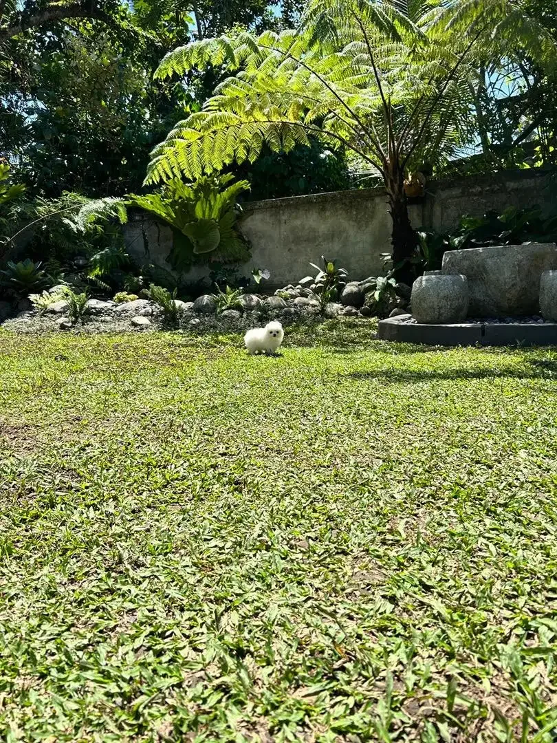 Minipom jantan cakep - Image 6 of 8