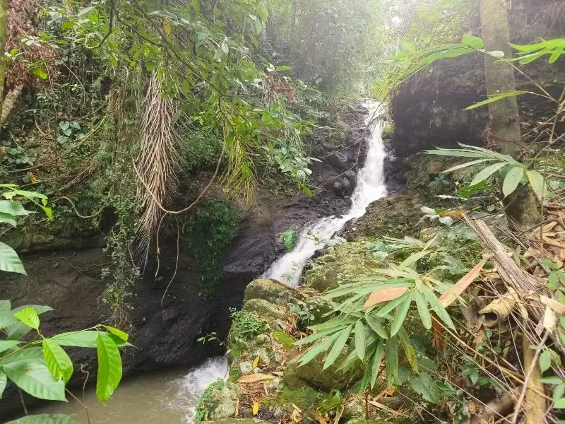 dijual tanah kebun durian dan manggis dengan air terjun di bali - Image 2 of 10