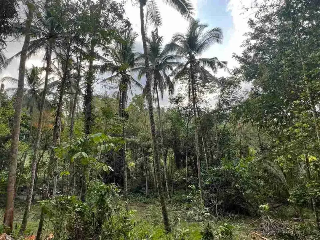 jual tanah kebun view sawah los sungai di tabanan bali - Image 9 of 10