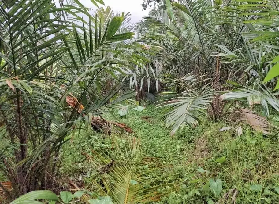 Kebun salak yang berada di kaki gunung watukau tabanan - Image 3 of 9