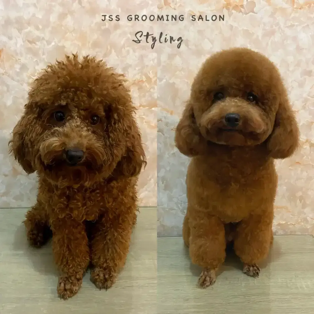 Grooming anjing denpasar selatan - Image 2 of 5