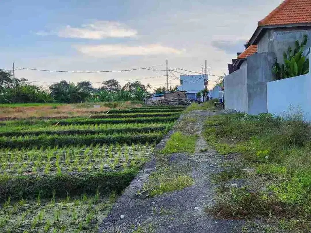 Tanah Murah Dekat Pantai Seseh dengan View Sawah - Image 5 of 7