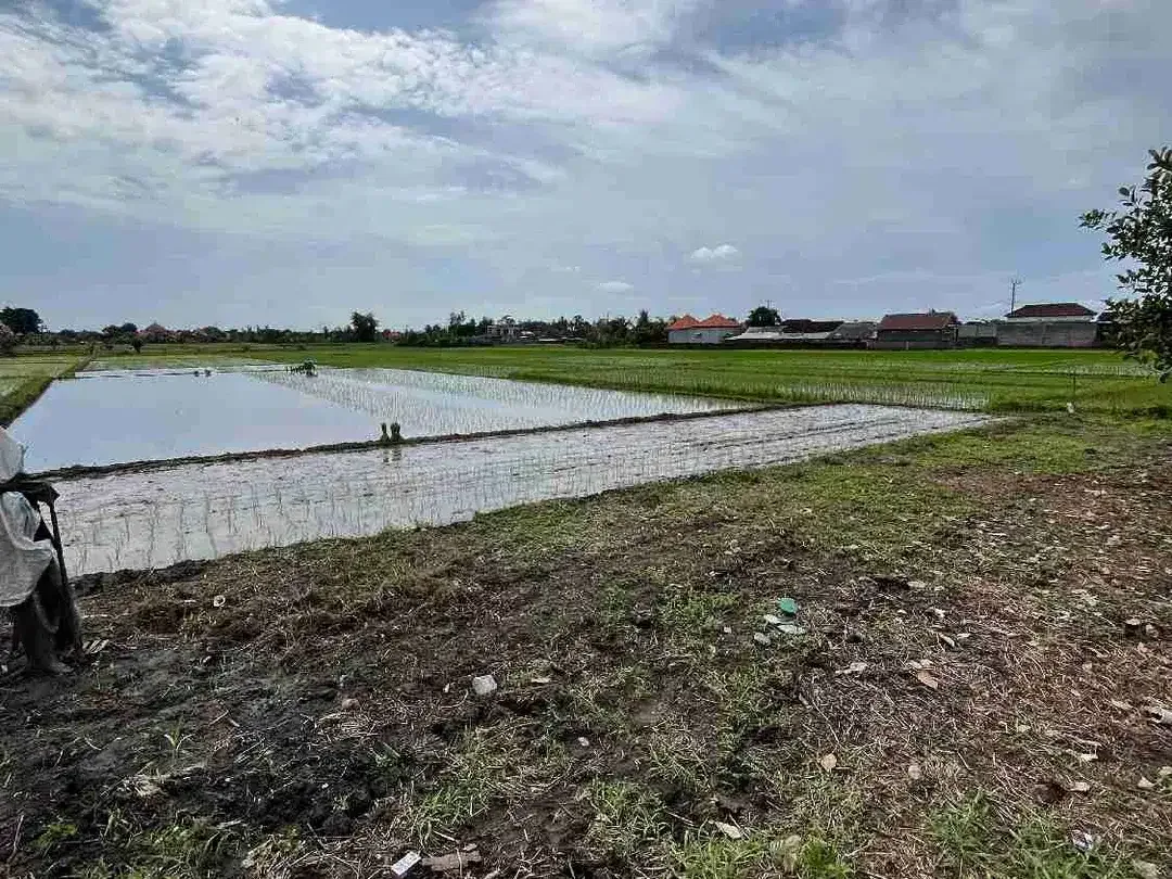 Di jual tanah sawah luas 48.5 are/48500 M2 di kaba-kaba tidak jauh ke arah pantai pererenan - Image 4 of 10