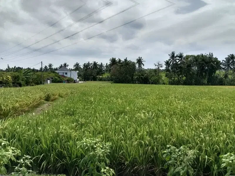 Tanah Lokasi Kaba-Kabar View Sawah Lingkungan Nyaman - Image 10 of 10