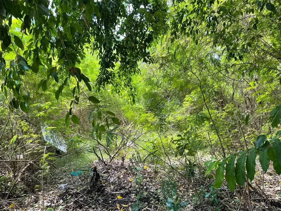 Beach Front Land for Sale Freehold Benoa Beach - Image 9 of 9