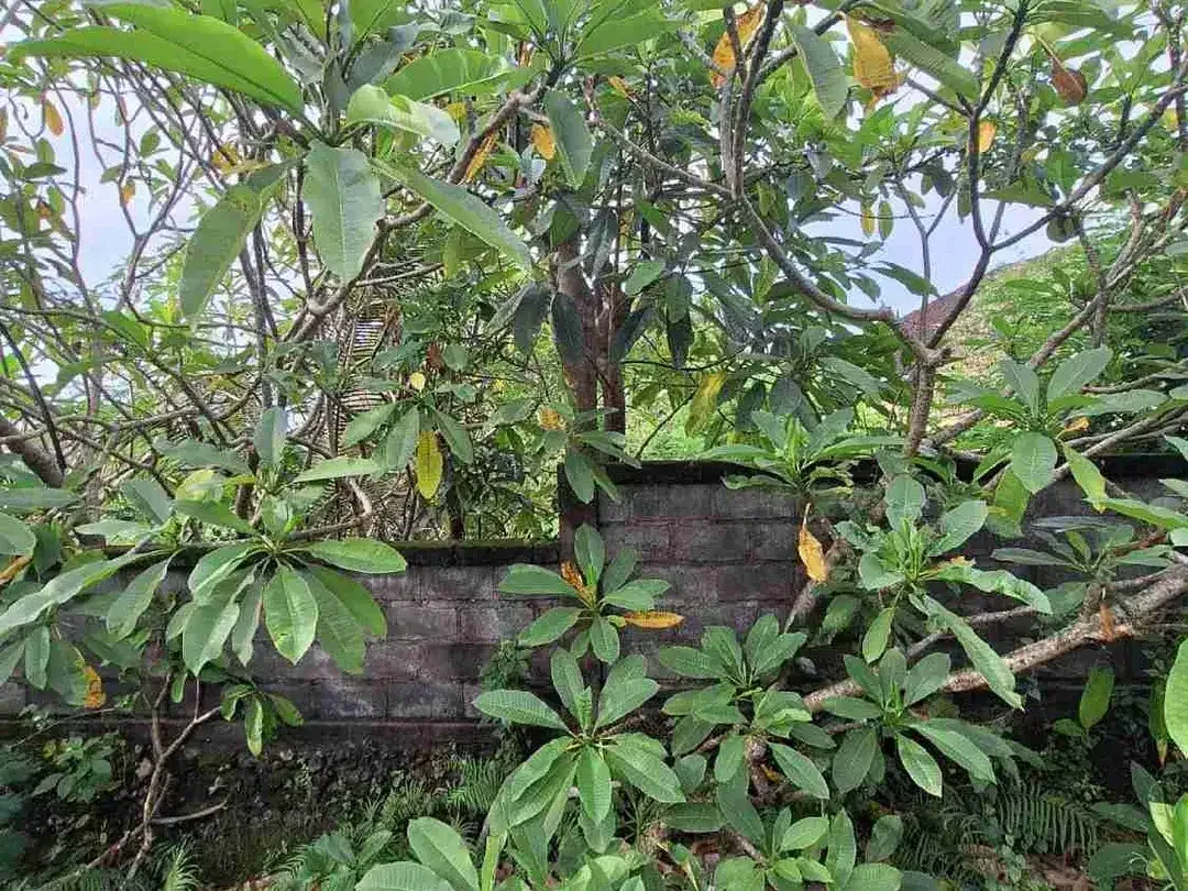 Dijual tanah di Jalan Utama Pecatu-Uluwatu - Image 2 of 7