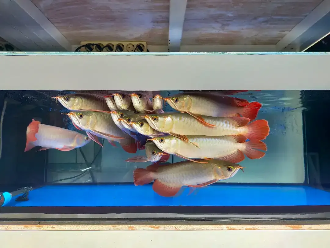 Arwana / Arowana Super Red Kalimantan 28-30CM - Image 4 of 5