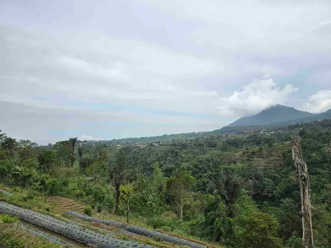 Dijual tanah datar landai view gunung dan lembah di tabanan bali - Image 4 of 10