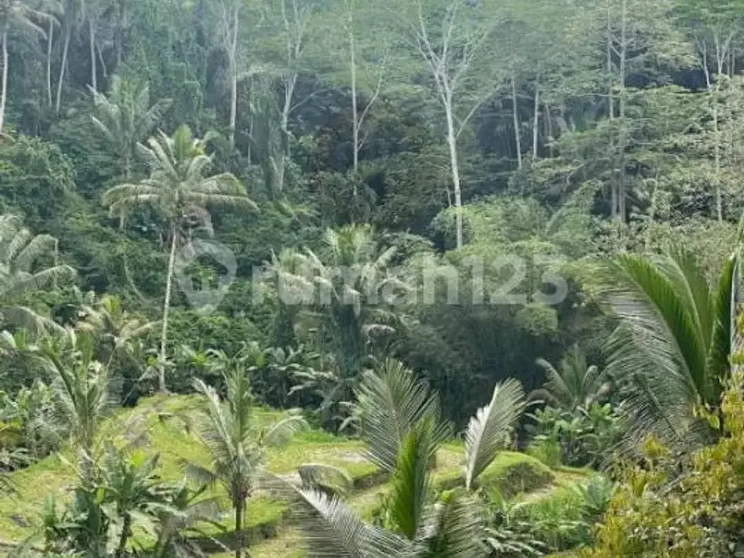 Jual Tanah Bonus 6 Villa Siap Huni Gianyar Ubud - Image 6 of 7