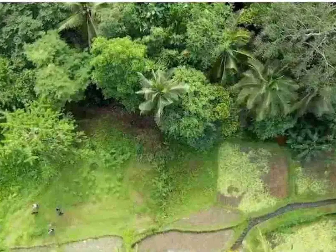 Tanah Murah Los Sungai Zona Kenderan Tegalalang Ubud Bali - Image 6 of 10