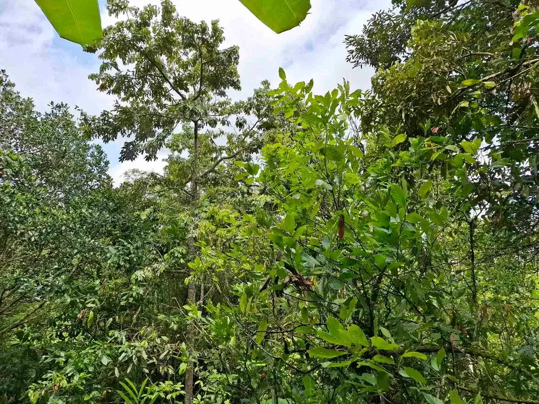 tanah kebun sangat murah view laut dan sawah dekat jatiluih di tabanan bali - Image 4 of 10