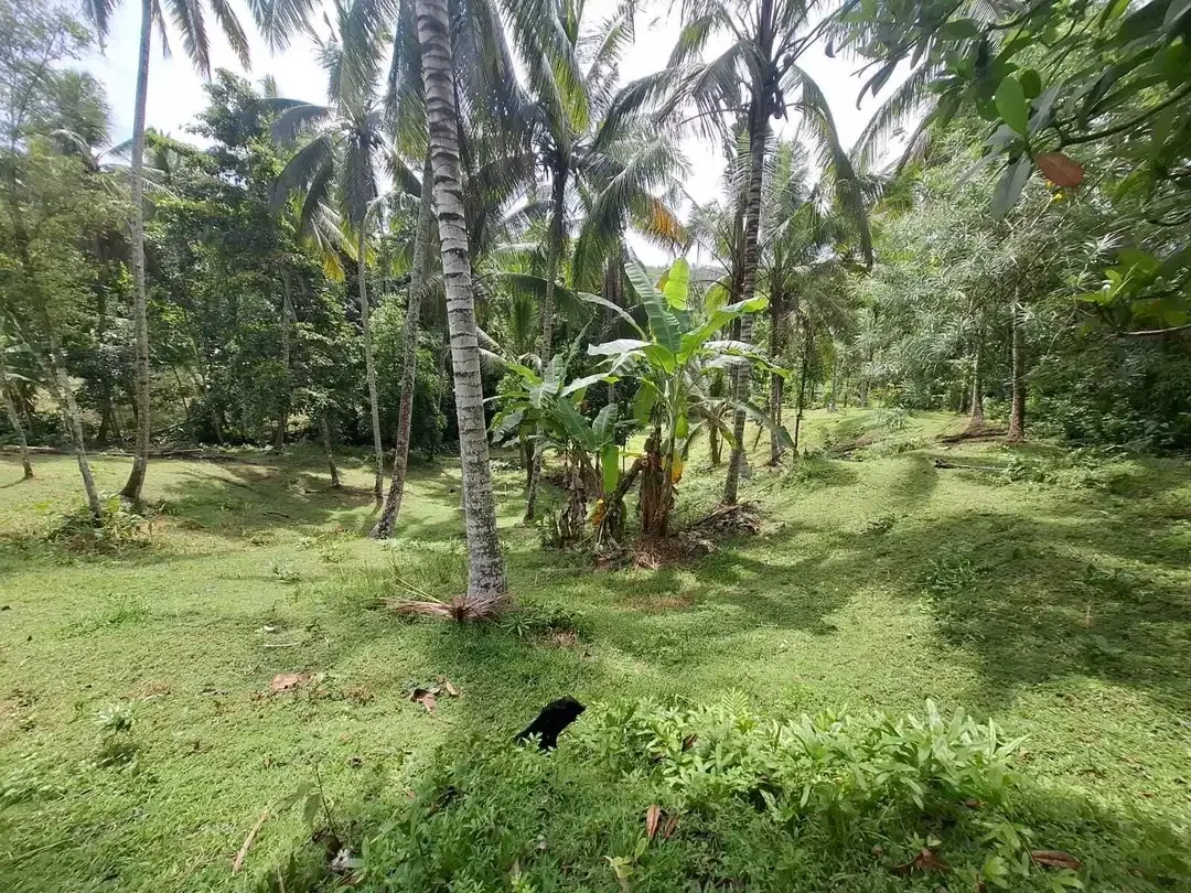 Dijual tanah kebun view sawah yang sangat exotik di tabanan bali - Image 7 of 9