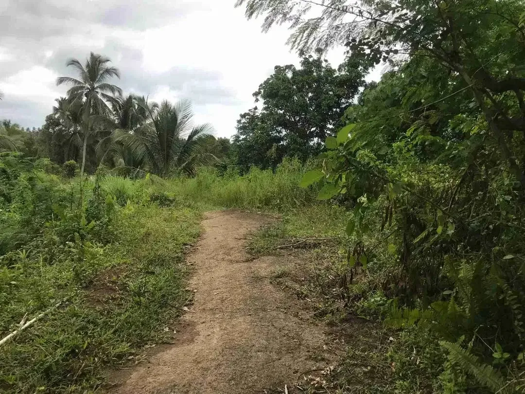 jual tanah kebun murah harga 100 ribu / meter di selemadeg tabanan bali. - Image 10 of 10