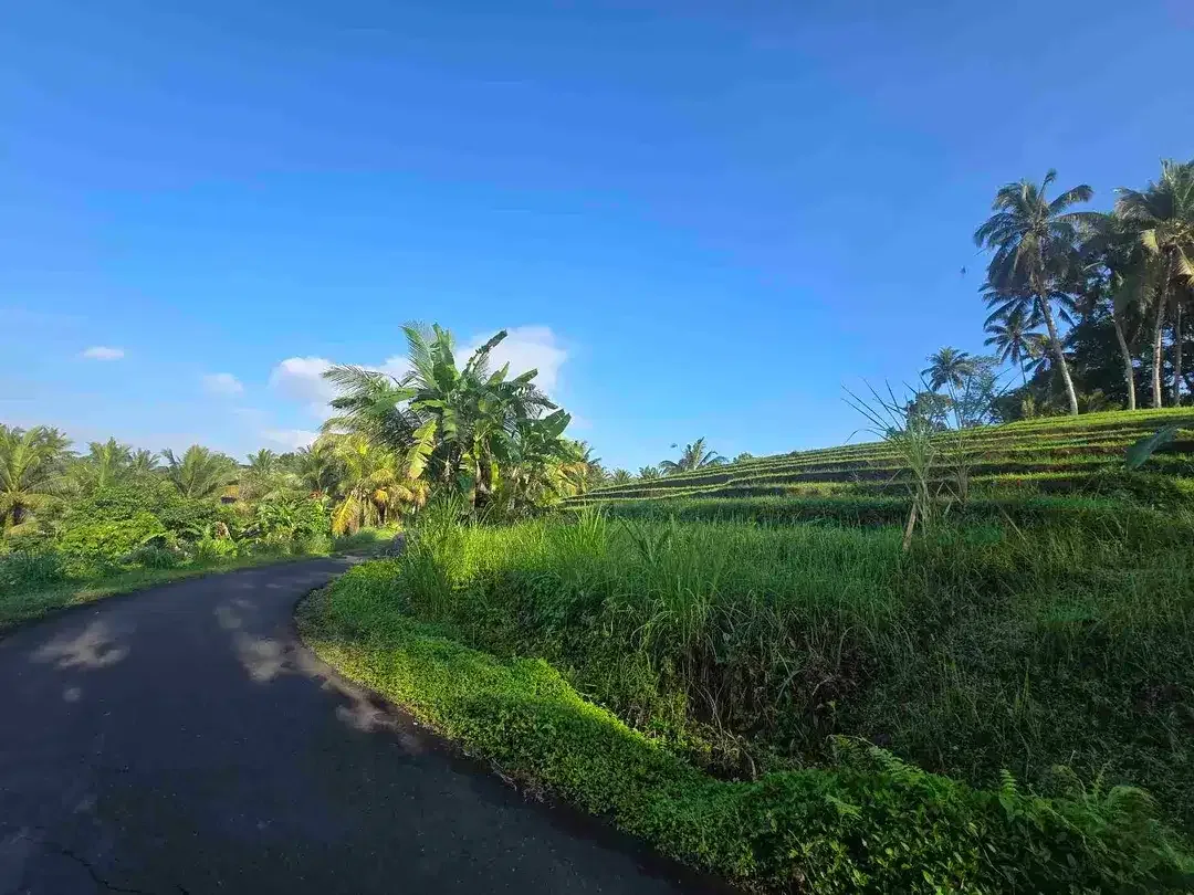 Dijual tanah kecil  sawah dan kebun di lingkungan villa tabanan bali - Image 9 of 10