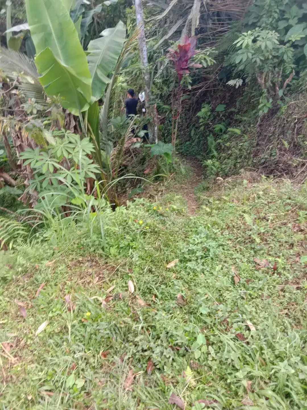 Dijual Tanah 1.4 Ha Payangan,Ubud Bali View Indah - Image 2 of 3