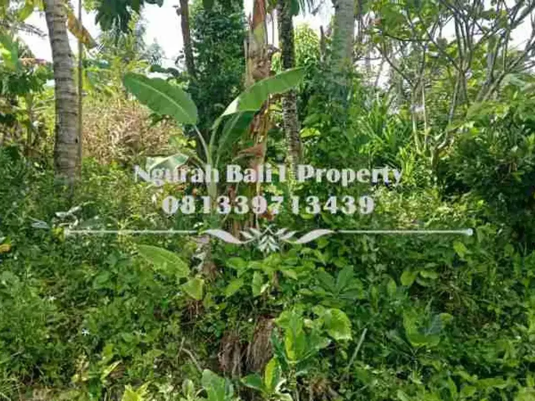 Land For Rent  Luas 900 m2 Kawasan Villa Terletak di Sayan Kelod Ubud - Image 4 of 5